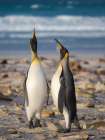 King penguin adults courtship display. South America, Falkland Islands, Saunders Island Art Print